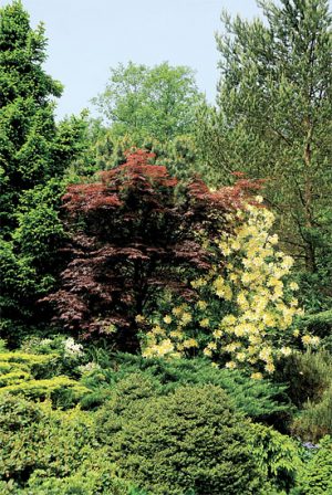 Nad odkvetlými azalkami je bělozlatý rododendron 'Golden Dust' v barevném objetí s červeným japonským javorem