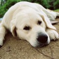 golden-retriever-dog-standard-2