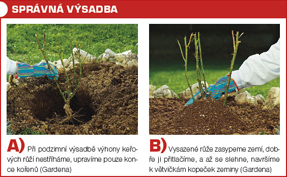 Sadba Ruzi () Sadba Ruzi
