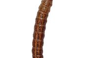 larva tesaříka
