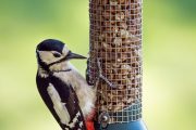 Potravy v přírodě ubývá, proto ji ptáci hledají v krmítkách i v létě
