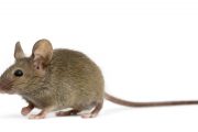 Myš domácí je nejčastějším nezvaným návštěvníkem chat a chalup