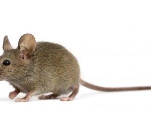 Myš domácí je nejčastějším nezvaným návštěvníkem chat a chalup