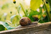 Hlemýžď zahradní se živí převážně tlející vegetací