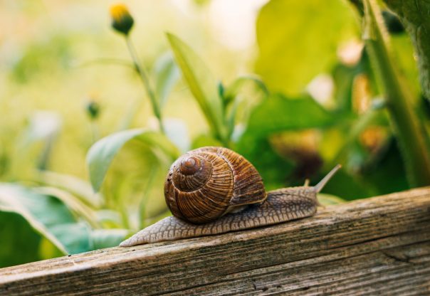 Hlemýžď zahradní se živí převážně tlející vegetací