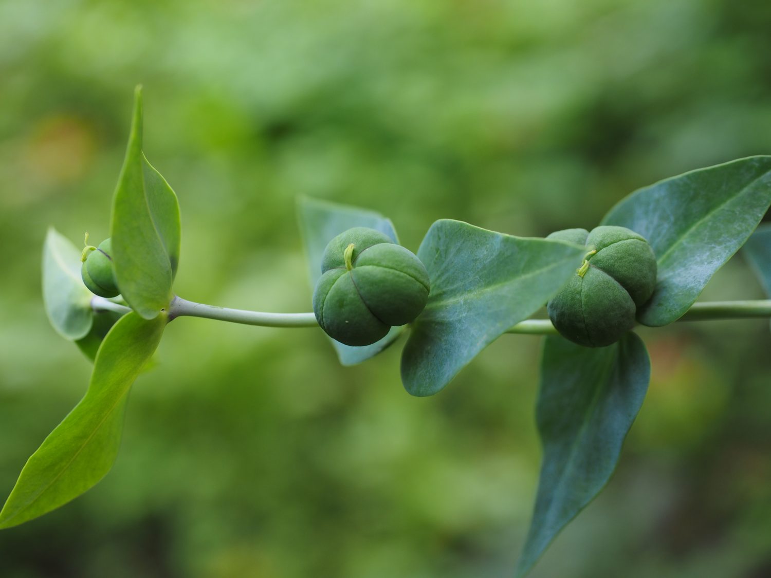 Při prasknutí tobolky se semínko pryšce skočcového vymrští do velké vzdálenosti. Foto: Pixabay