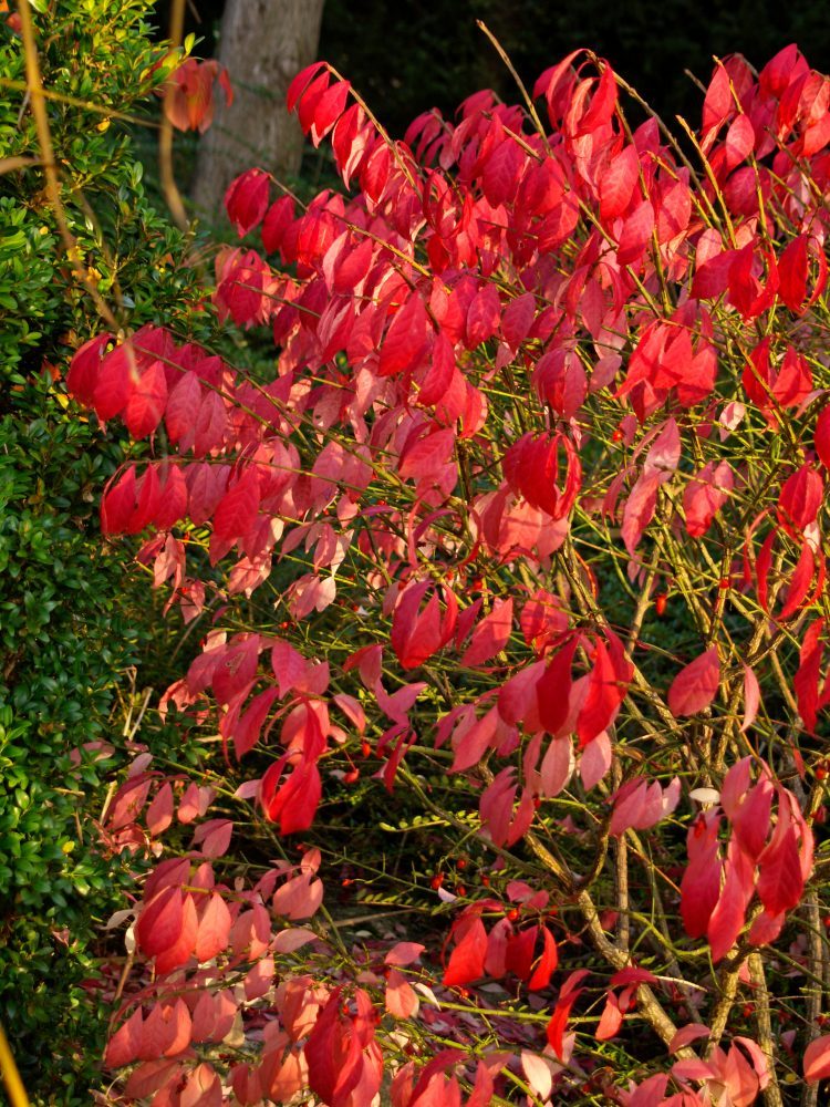 Listy svídy krvavé se na podzim zbarví oranžově až nachově
