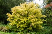 Na podzim získá odrůda 'Midwinter Fire' zprvu žlutavé zbarvení