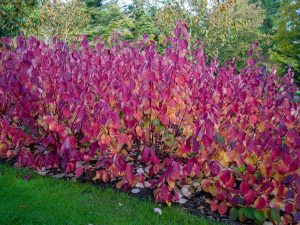 Nápadné podzimní zbarvení má kultivar 'Sibirica Variegata