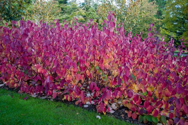 Nápadné podzimní zbarvení má kultivar 'Sibirica Variegata