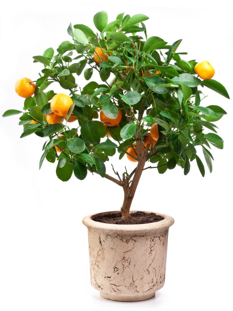 mandarinky na stromku