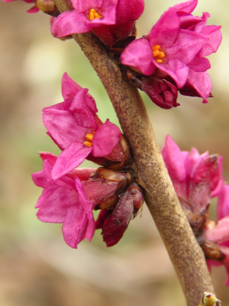 květy lýkovce (Daphne Mezereum)