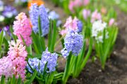 Hyacinty