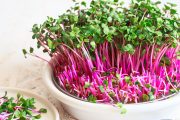 Microgreens