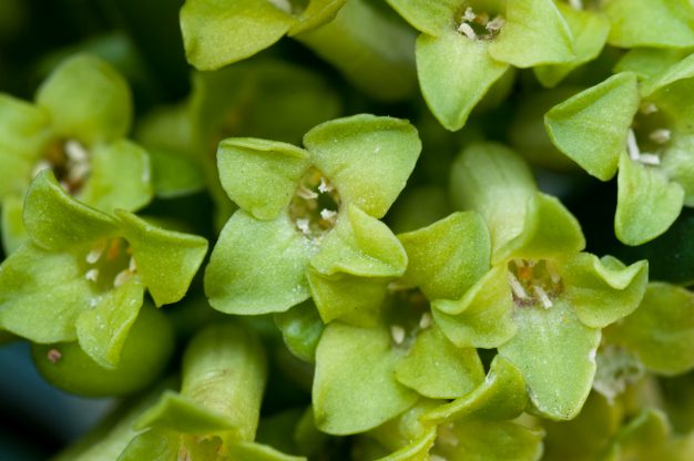 květy lýkovce,(daphne,Laureola)