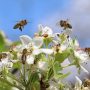 včely na bílých květech