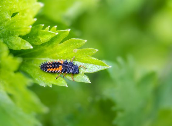 larva slunéčka