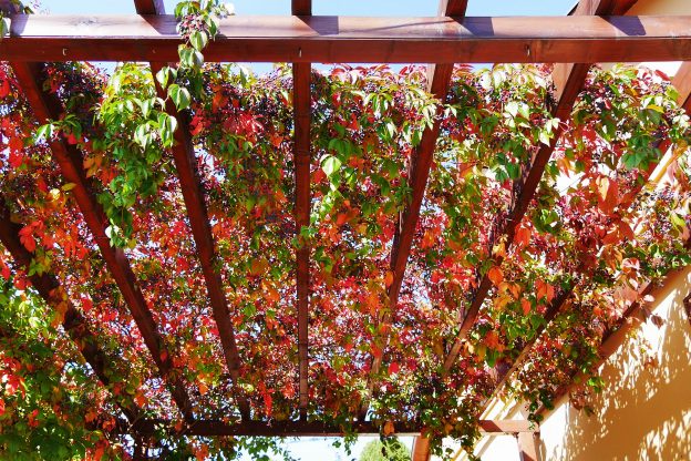 porostlá pergola