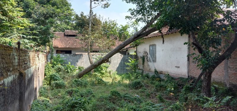 spadlý strom na nemovitost