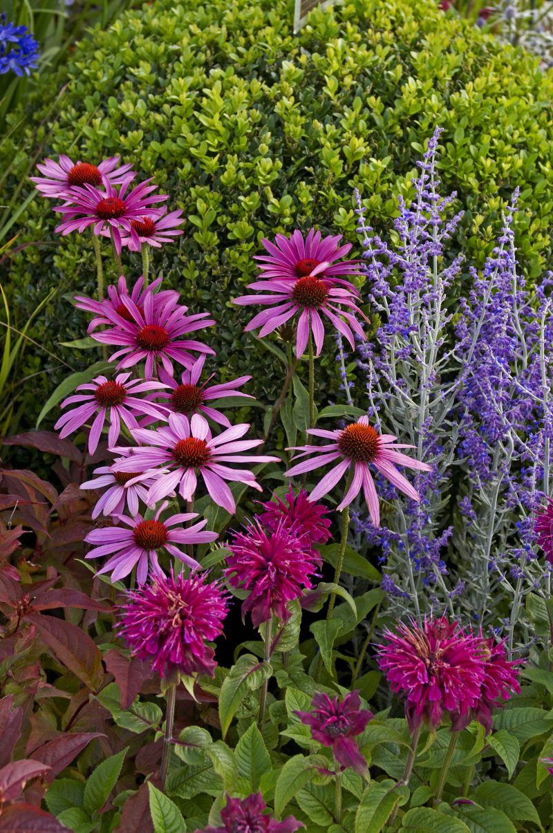 perovskie a echinacea