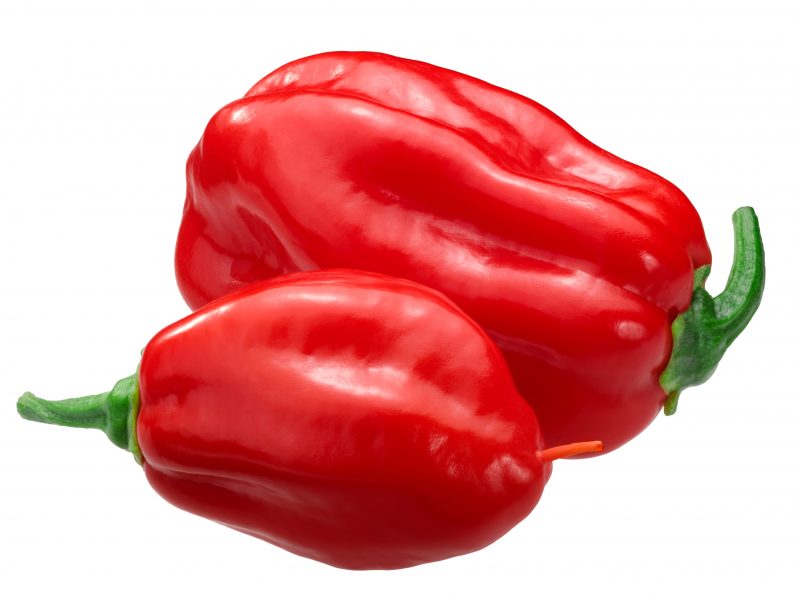 chilli papričky