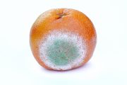 plesnivý pomeranč