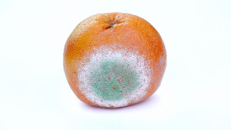 plesnivý pomeranč
