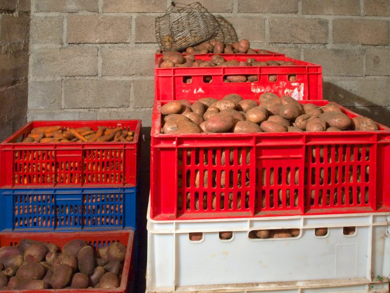 skladování brambor
