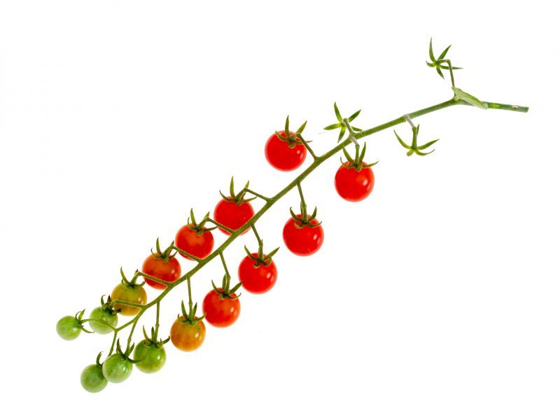 divoká rajčata