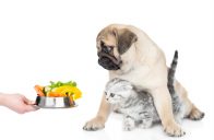 vegetariánství u psů a koček