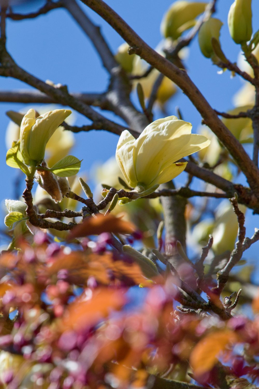žlutý kultivar magnolie