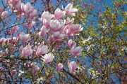 kvetoucí magnolie a sakura