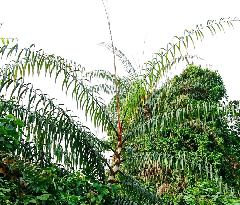 Rotan rákosový (Calamus rotang)