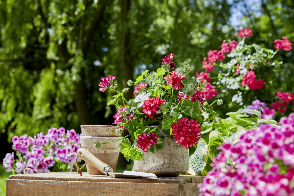 pelargonie