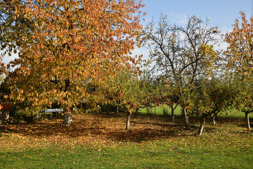 jabloňový sad na podzim