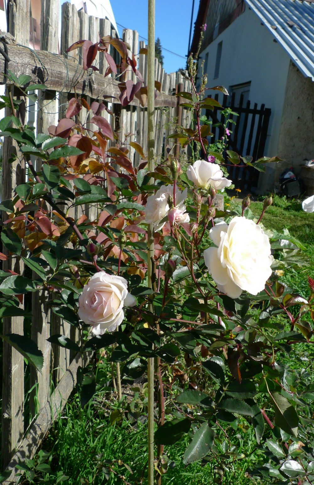 růže u plotu
