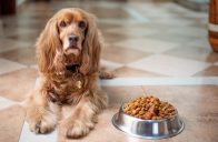 Výživa psů a koček