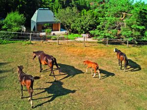 Atypická chata se světlíky