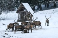 přikrmování zvěře