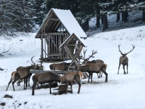 přikrmování zvěře