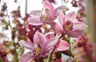 Rostliny vhodné do zimní zahrady