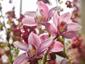 Rostliny vhodné do zimní zahrady